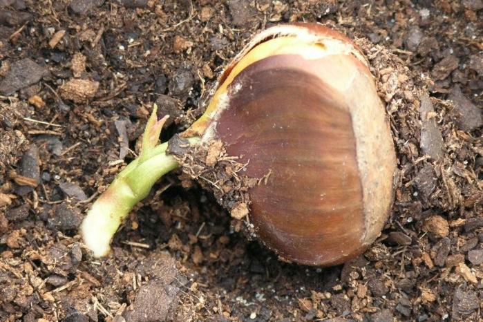 Castanha em germinação