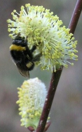 Salgueiro em flor, com abelhão