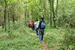 Visitando um carvalhal