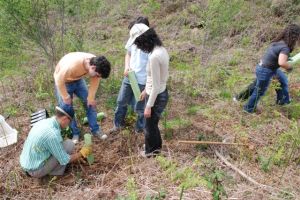 Plantando árvores