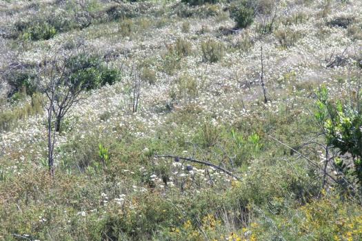 sanganho-mouro em flor