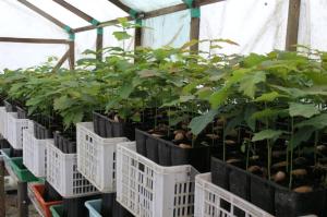 Carvalhos em tabuleiros de alvéolos