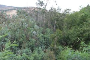 Ribeiro de Belazaima, última oportunidade