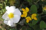 (19) Lotus corniculatus