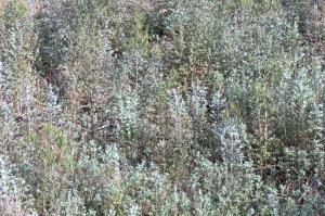 Panorama da zona ribeirinha, desesperadamente à espera de aux�lio