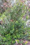 Murta, uma planta abundante por estas paragens