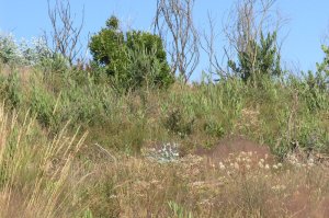Ainda muito trabalho para realizar