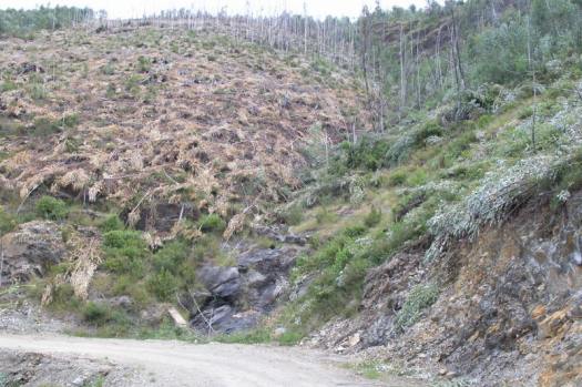 Perspectiva do vale 4a no in�cio de Julho