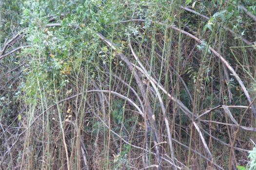 vegetação exótica com 5 metros de altura ainda com as árvores secas em pé