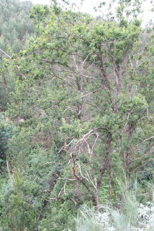 Carvalho bastante afectado pelo fogo, mas em recuperação (margens do Ribeiro)