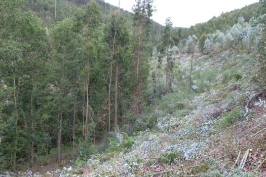 Trabalhos iniciados na margem direita do Ribeiro de Belazaima