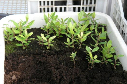 Tabuleiro de sementeira de medronheiros