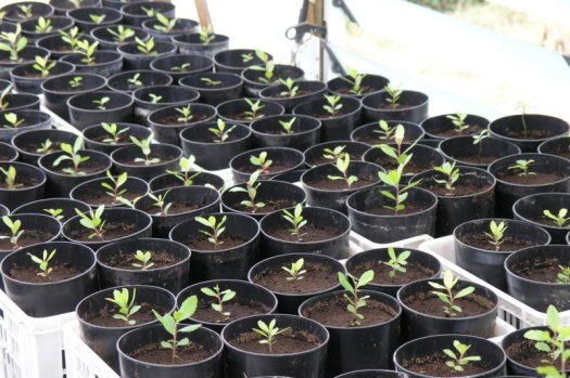 Medronheiros envasados