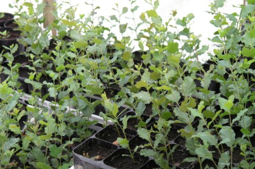 Sobreiros semeados em Maio