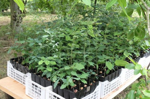 Carvalhos já no exterior