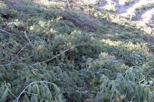 Vegetação exótica e invasora cortada no vale 5