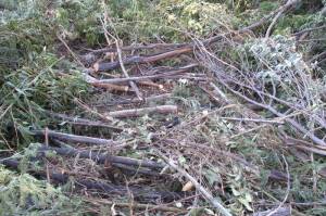 Massa de vegetação (verde e queimada) já no chão