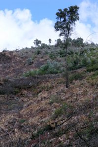 Sobreiro isolado, no vale 5