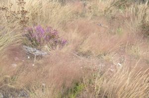 Vegetação herbácea com predominância de Agrostis
