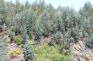 Mimosas nas encostas junto ao Ribeiro de Belazaima