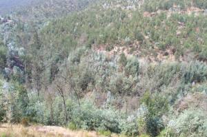 O vale do Ribeiro de Belazaima numa das suas zonas mais degradadas