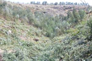 No vale 6 já só falta remover uma faixa de eucaliptal