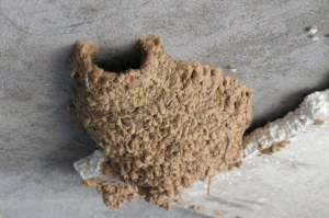 Ninho de andorinha já concluido