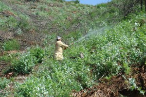 Pulverizando eucaliptos e mimosas