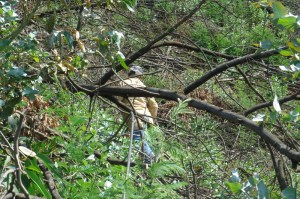 Árvores queimadas dificultando a progressão no terreno