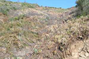 Resultado da pulverização no vale 4b