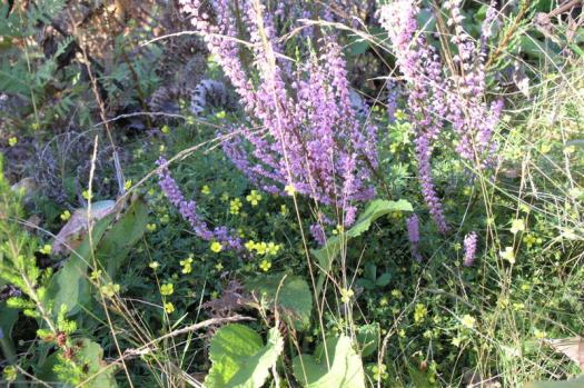 Canteiro com Calluna vulgaris