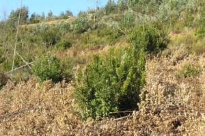 Medronheiros entre eucaliptos ''tratados'' com herbicida