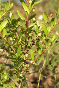 Murta em frutificação