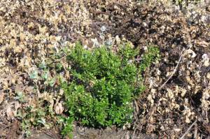 Murta ''cirurgicamente'' poupada do herbicida