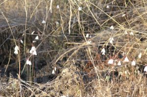 Campainhas-de-Outono