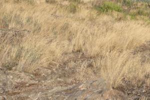 Campainhas-de-Outono na paisagem