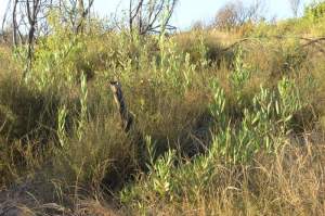 Ainda a Acacia longifolia