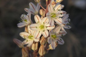 Detalhe de cebola-albarrã