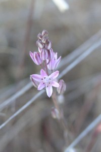 Minúscula flor não identificada