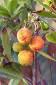 Frutos em pequeno medronheiro