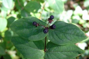 hipericão-do-Gerês com frutos maduros