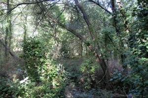 Carvalhal caducifólio junto ao Ribeiro de Belazaima