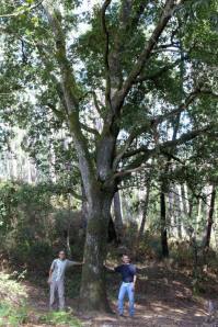 Carvalho especialmente generoso