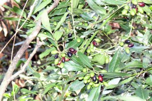 Loureiro em frutificação