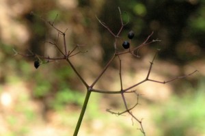 Sabugueiro ''depenado''