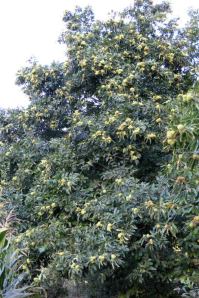 Castanheiro com frutos