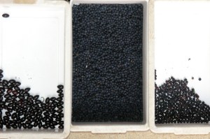 Frutos de loureiro, lentisco e aderno