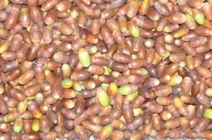 Bolotas de carvalho roble