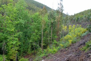 Junto ao Ribeiro de Belazaima, alguns carvalhos