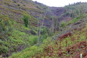 Vale 5, plantado e semeado